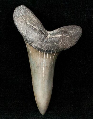 Fossil Mako Shark Tooth - SC #12623